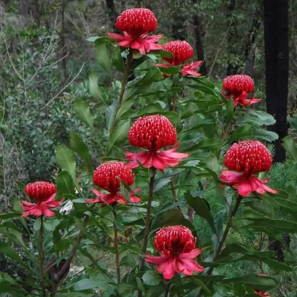 Зображення Телопея прекрасна - Telopea speciosissima 