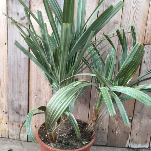 Зображення пальма с кореневими пагонами