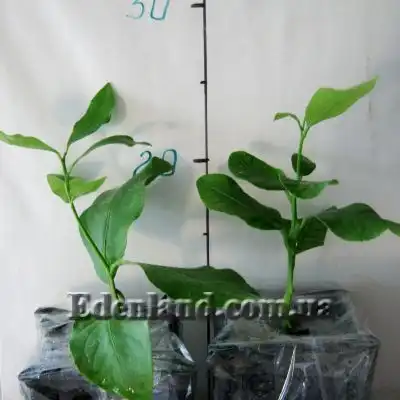 Изображение саженцы