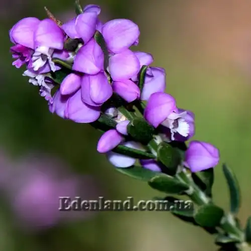 Изображение Муралтия колючая  - Muraltia spinosa