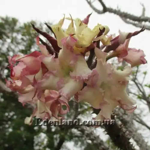 Изображение Пахиподиум Рутенберга - Pachypodium rutenbergianum 