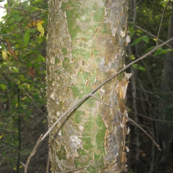 Зображення кора