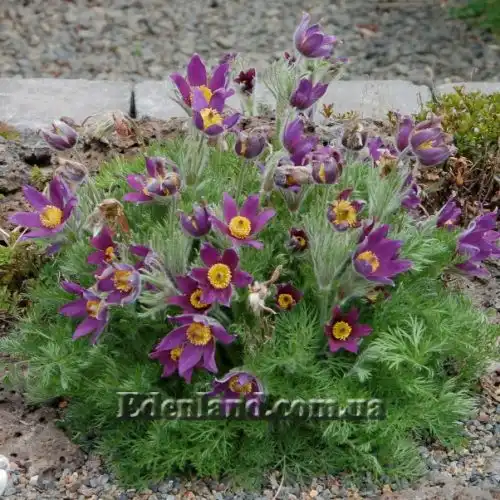 Зображення Пульсатилла звичайна - Pulsatilla vulgaris