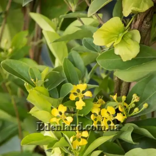 Изображение Масканья крупнокрылая - Mascagnia macroptera