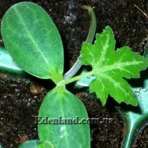 Изображение всходы