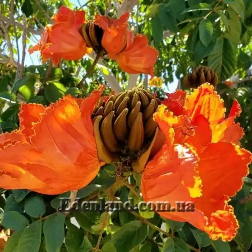 Изображение Спатодея колокольчатая - Spathodea campanulata
