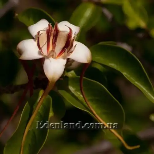 Изображение Строфантус Петерса  - Strophanthus petersianus