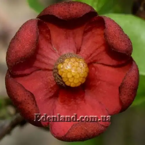 Изображение Увария вогнутая - Uvaria concava