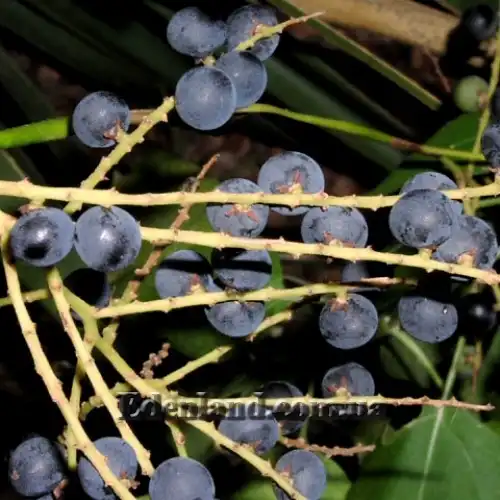 Зображення плоди