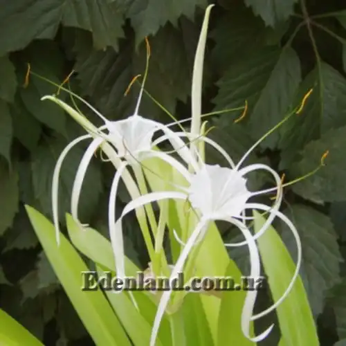 Изображение Панкрациум прекрасный (детка) - Pancratium speciosum