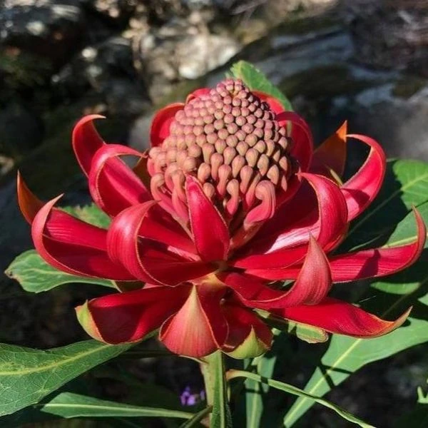 Зображення Телопея прекрасна - Telopea speciosissima 