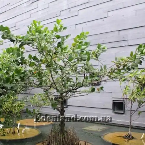 Изображение Соннератия сырная - Sonneratia caseolaris 