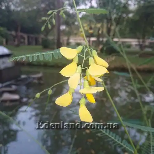 Изображение Сесбания яванская - Sesbania javanica