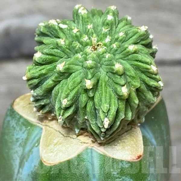 Изображение Ацтекиум Риттера  - Aztekium ritteri 