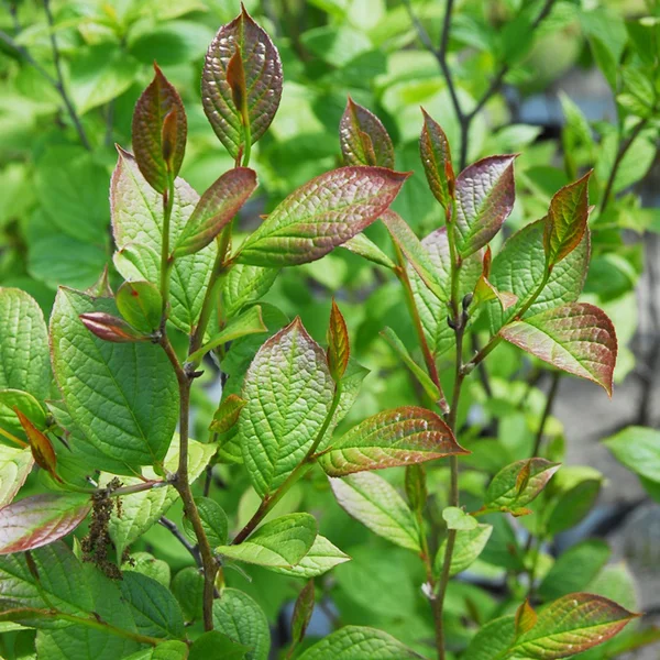 Стюартія псевдокамелія - Stewartia pseudocamellia — молоде листя