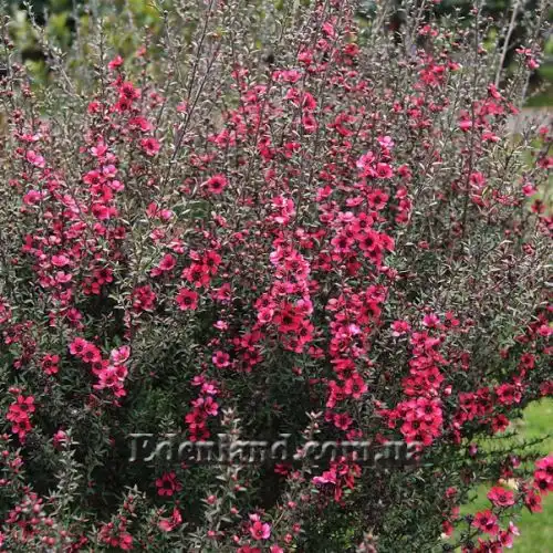 Изображение цветущий куст