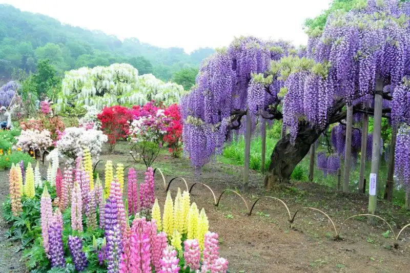 Сад квітів Каваті Фудзі