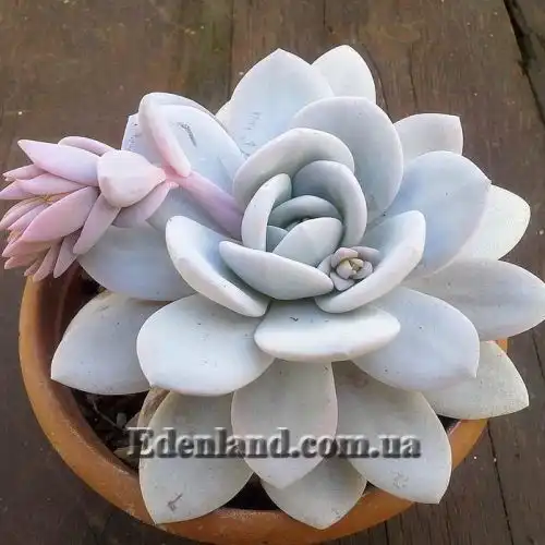 Изображение Эчеверия (Эхеверия) Лау - Echeveria laui