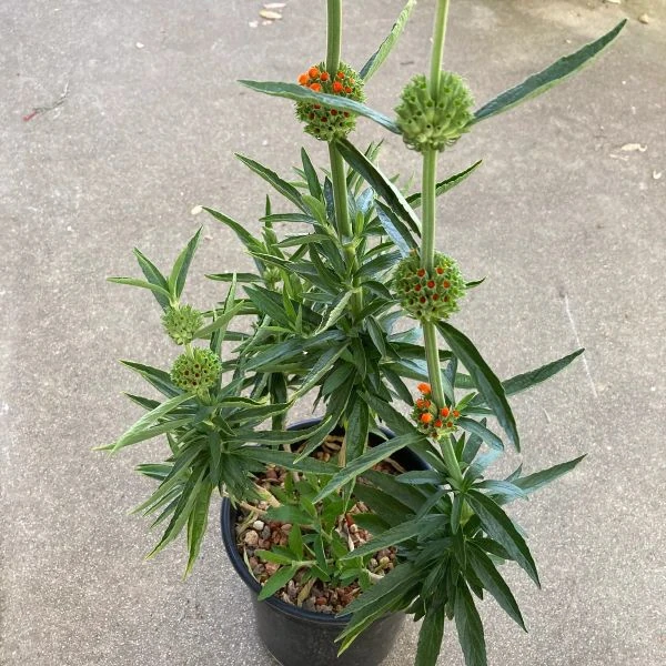 Зображення рослина у горщику