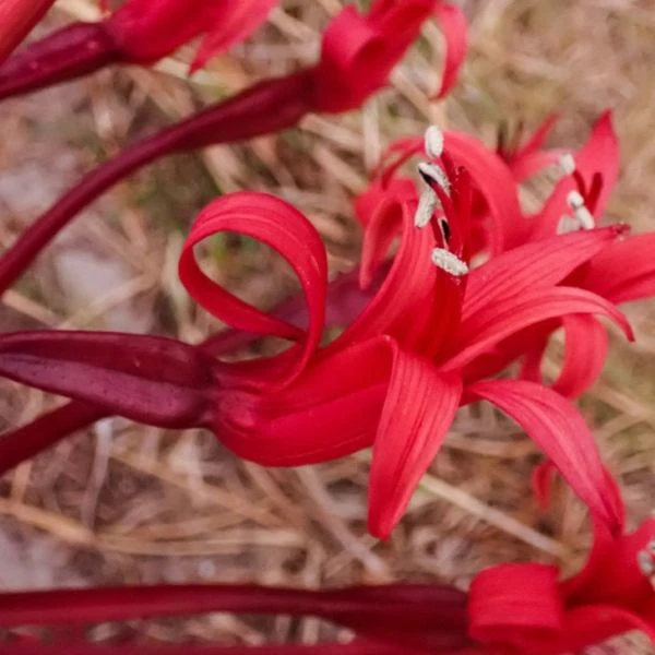 Изображение Брунсвигия восточная - Brunsvigia orientalis  