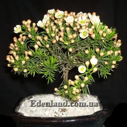 Изображение Хамелауциум крючковатый - Chamelaucium uncinatum