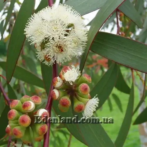 Евкаліпт малоквітковий - Eucalyptus pauciflora subsp. niphophila