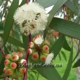 Зображення Евкаліпт малоквітковий - Eucalyptus pauciflora subsp. niphophila