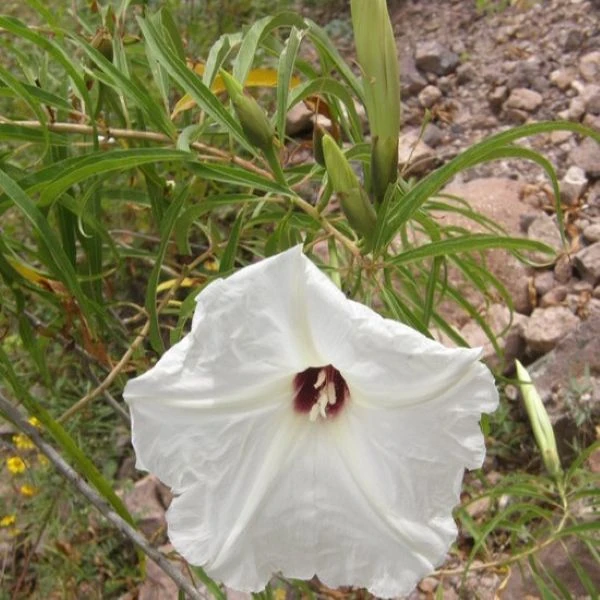 Изображение Ипомея хилопсисовидная  - Ipomoea chilopsidis
