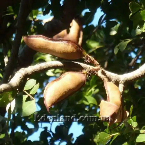 Зображення Шотія короткопелюсткова - Schotia brachypetal