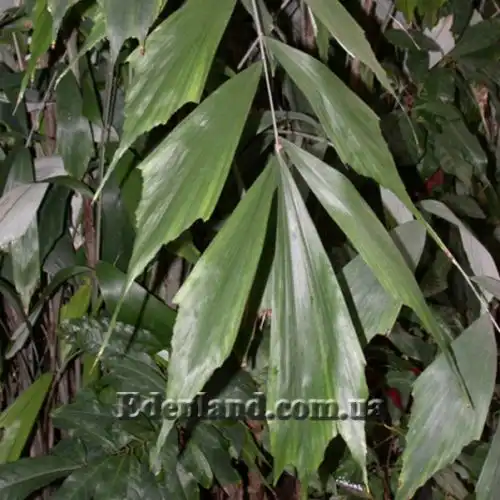 Изображение Аренга хвостатая  - Arenga caudata