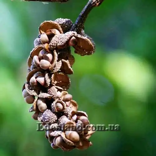 Изображение созревшие семена