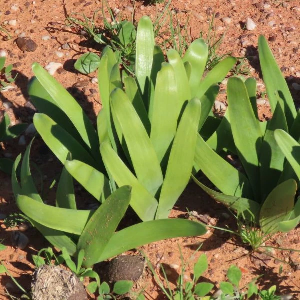 Изображение Струмария усеченная - Strumaria truncata 