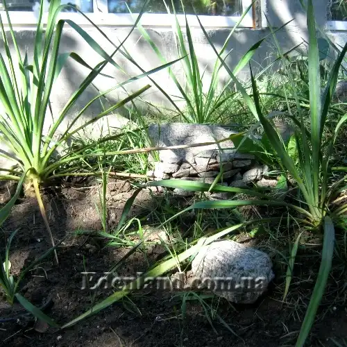 Зображення юкки в саду