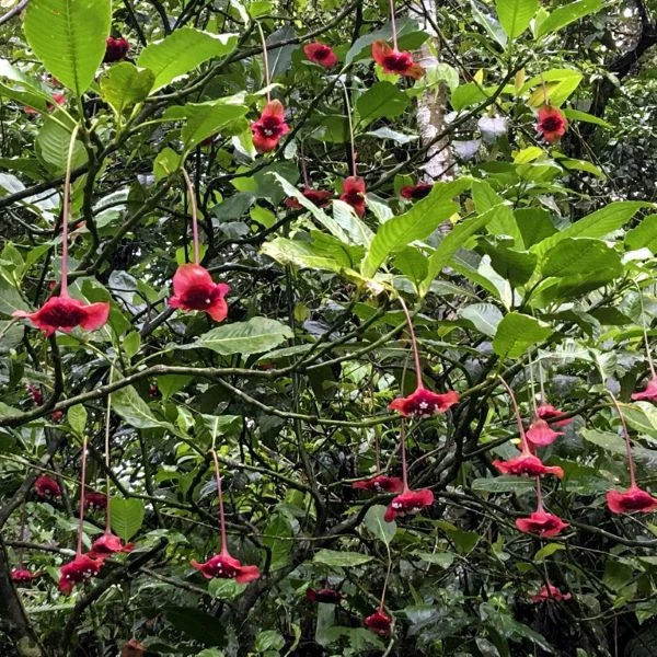 Зображення Палікурея Корреа - Palicourea correae  