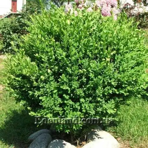 Самшит обыкновенный - Buxus sempervirens