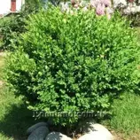 Изображение Самшит обыкновенный - Buxus sempervirens