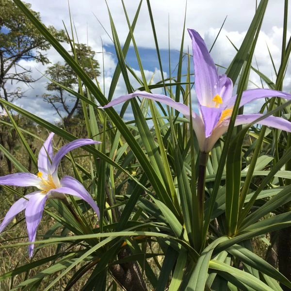 Зображення Велозія луската - Vellozia squamata