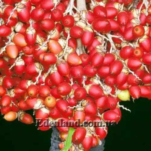 Изображение Адонидия Меррилла - Adonidia merrillii