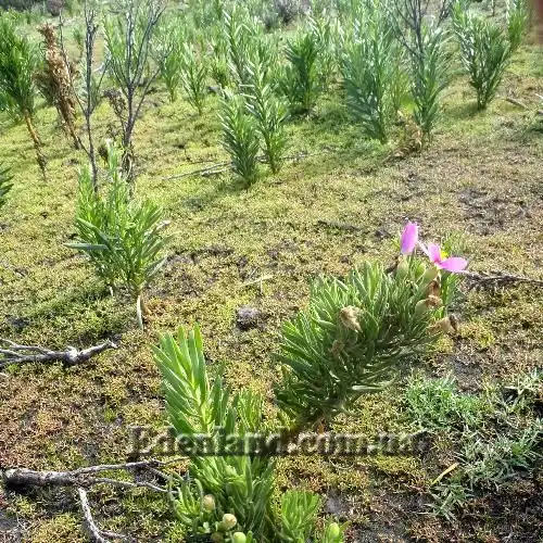 Изображение кусты