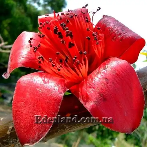 Зображення квітка