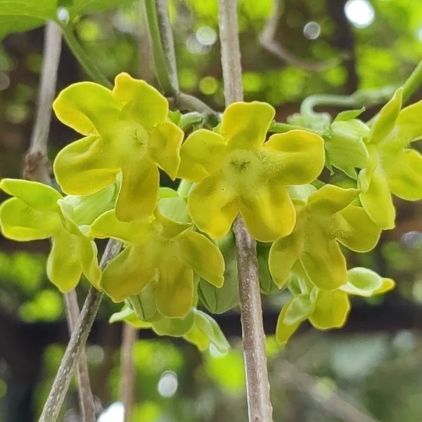 Изображение Телосма сердцевидная  - Telosma cordata