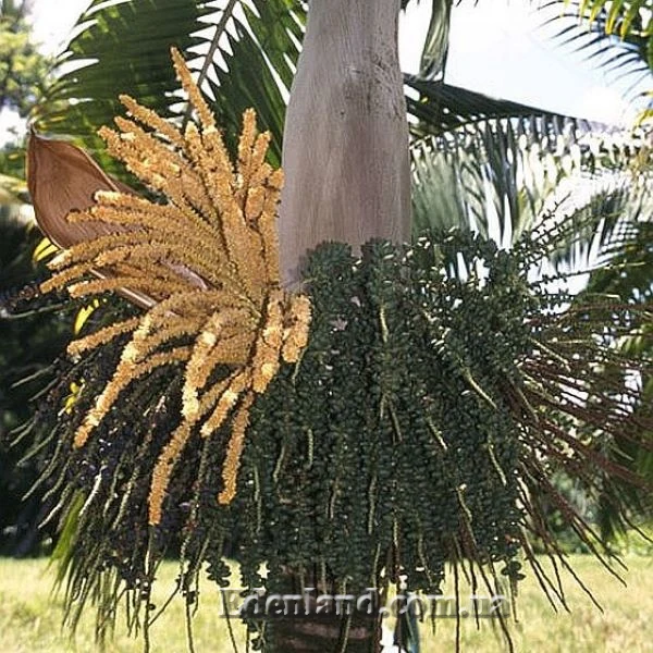 Изображение Диктиосперма белая  - Dictyosperma album