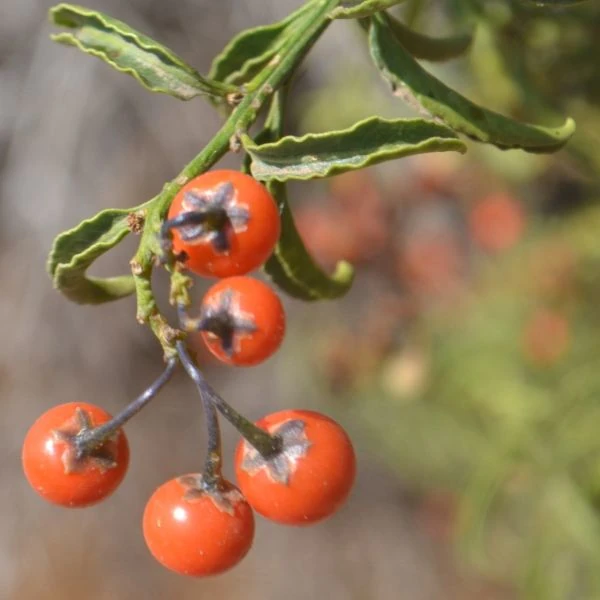 Зображення Пасльон кучерявий - Solanum crispum
