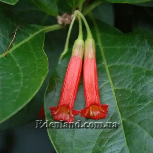 Изображение Иохрома фуксиевидная - Iochroma fuchsioides 