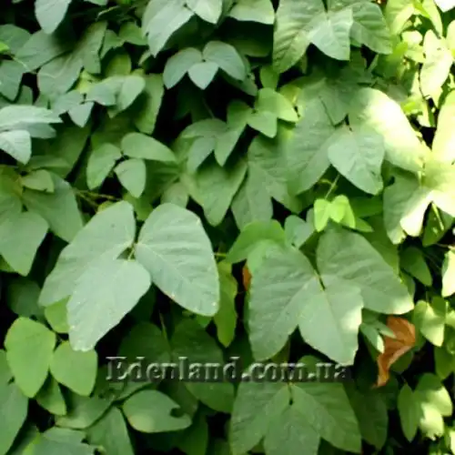 Изображение Мукуна жгучая - Mucuna pruriens