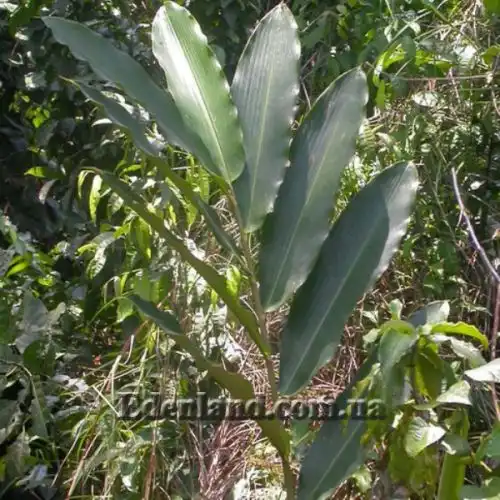 Изображение Афрамомум узколистный - Aframomum angustifolium