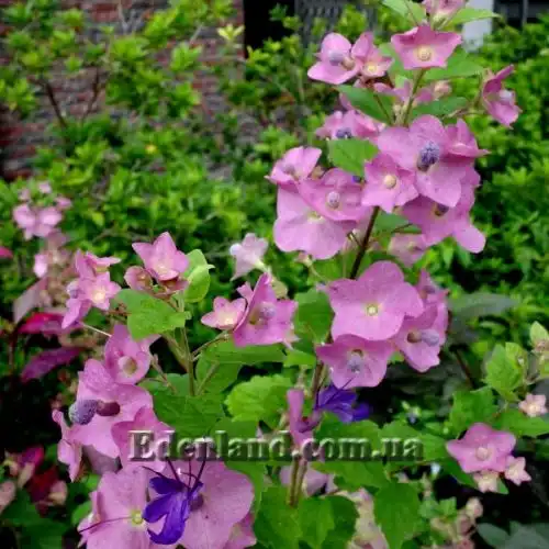 Зображення Каромія гарна - Karomia speciosa 