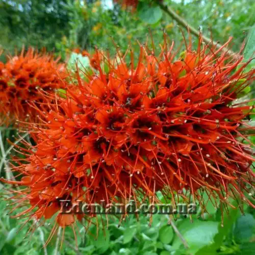 Изображение соцветие