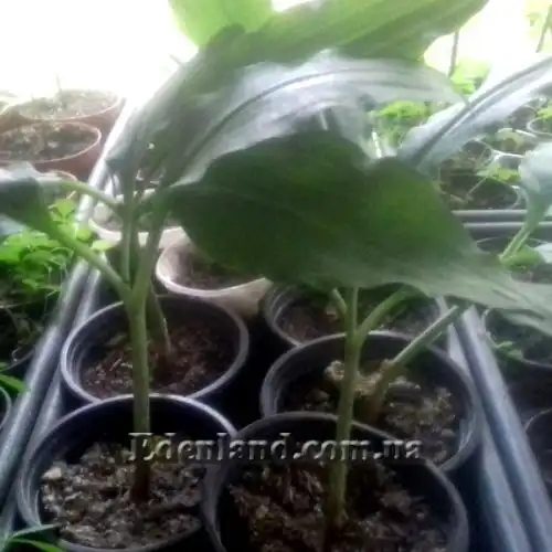 Изображение однолетние саженцы