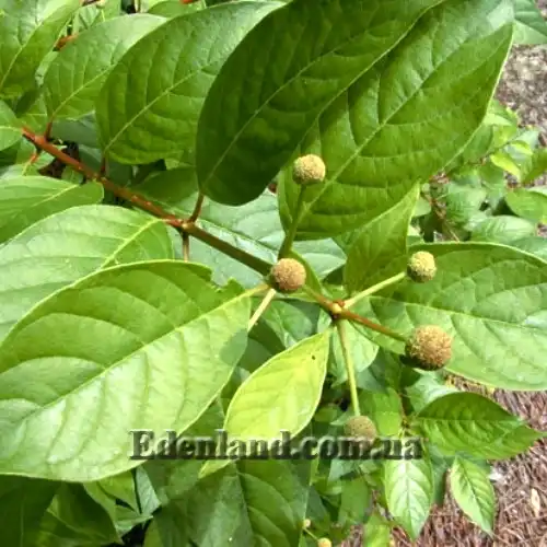 Зображення бутоны